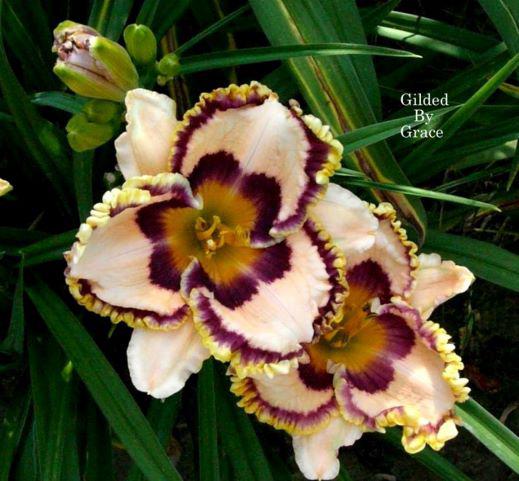 gilded by grace 2 rs